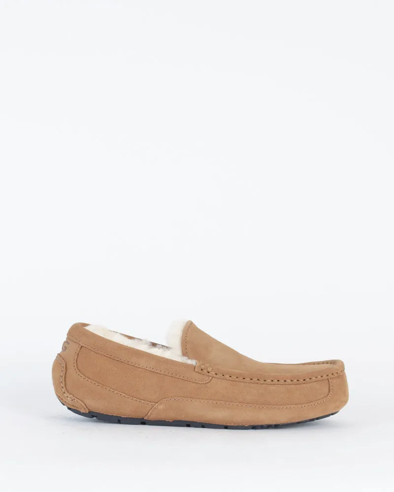 Chausson ascot ugg men