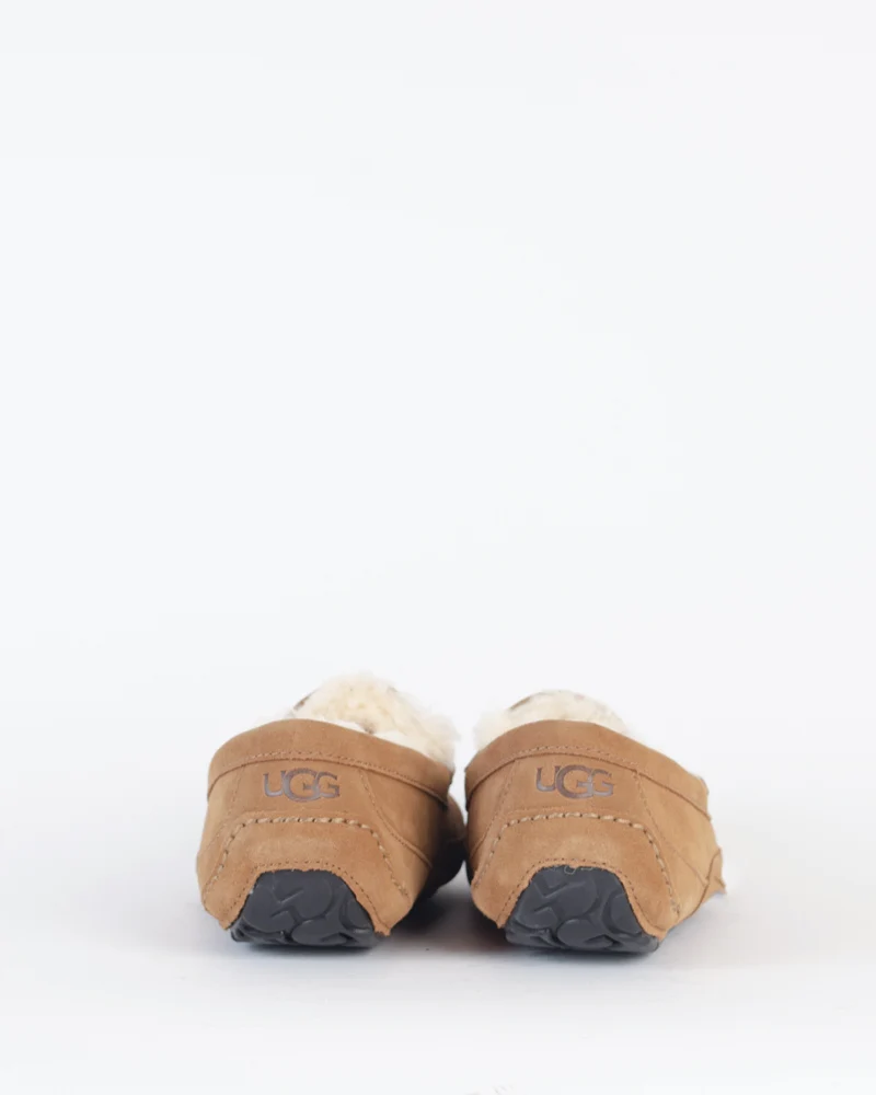 Chausson ascot ugg men